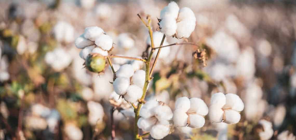 Arab Cotton Ginning’s standalone profits surge 210% YoY in H1 FY2023/24